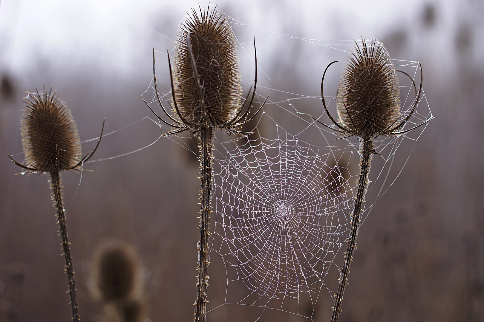 Vernetzt Spinnennetz Spider