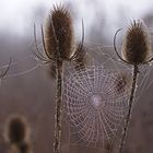 Vernetzt Spinnennetz Spider