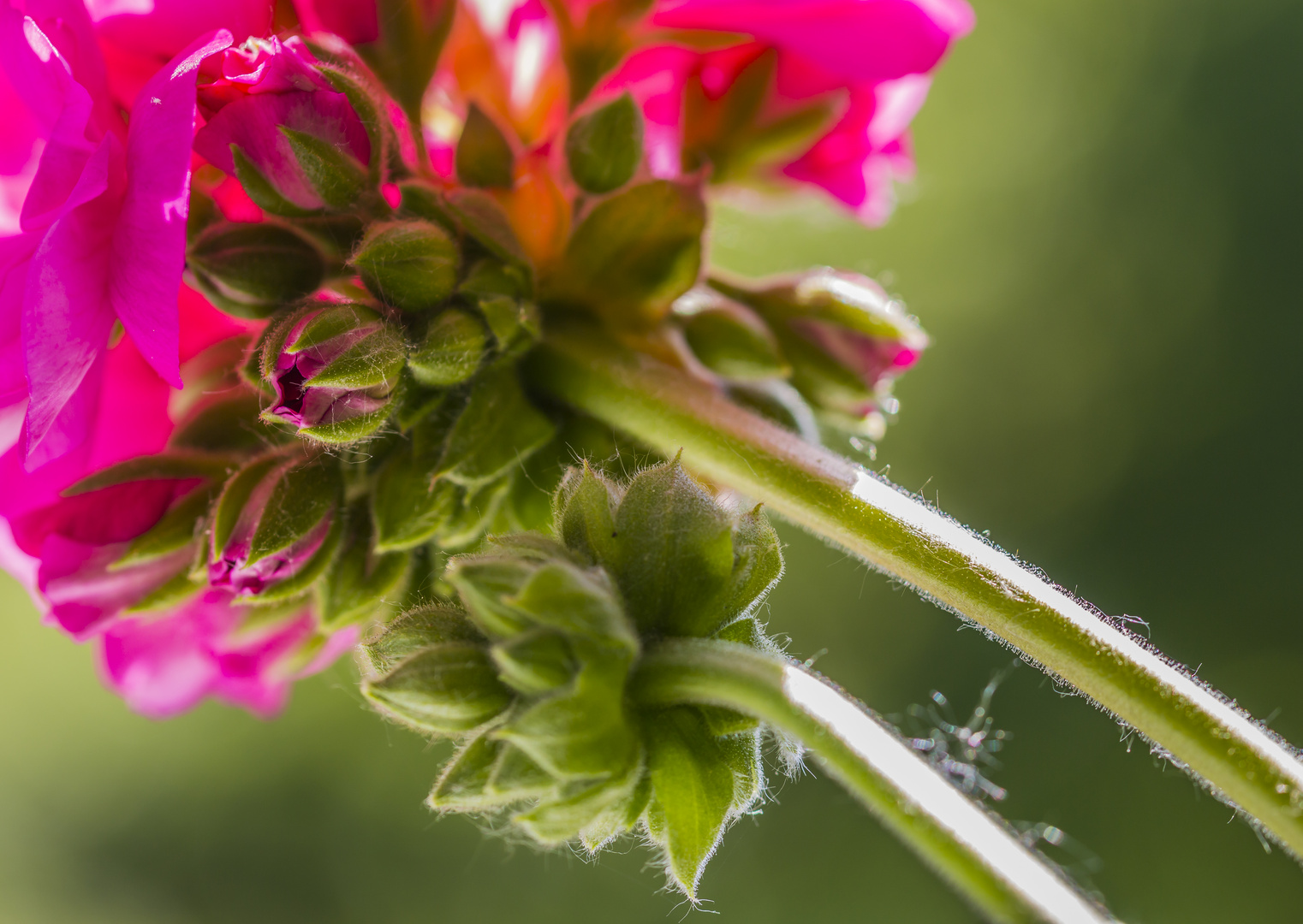 " Vernetzte " Blüte