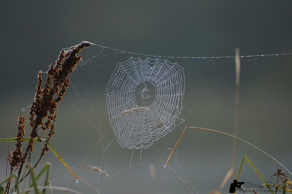 vernetzter Herbst