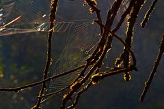 Vernetzungen im Abendlicht