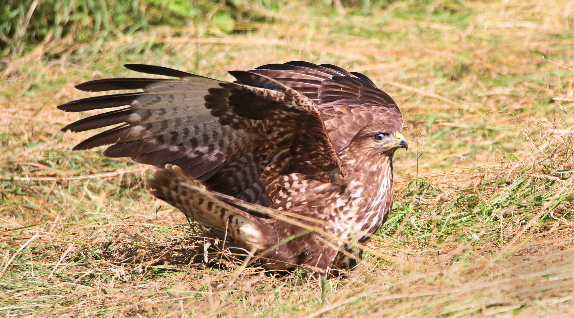 VERNICHTENDER BLICK DES JÄGERS