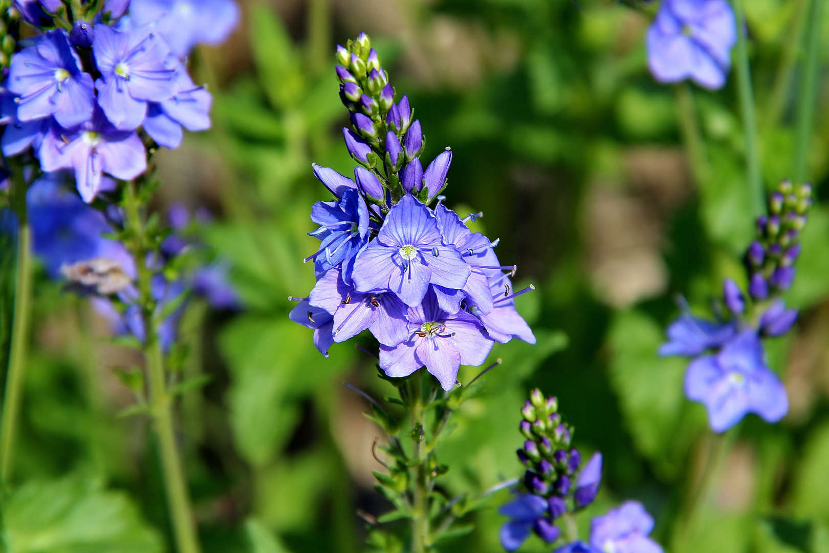 Veronica austriaca