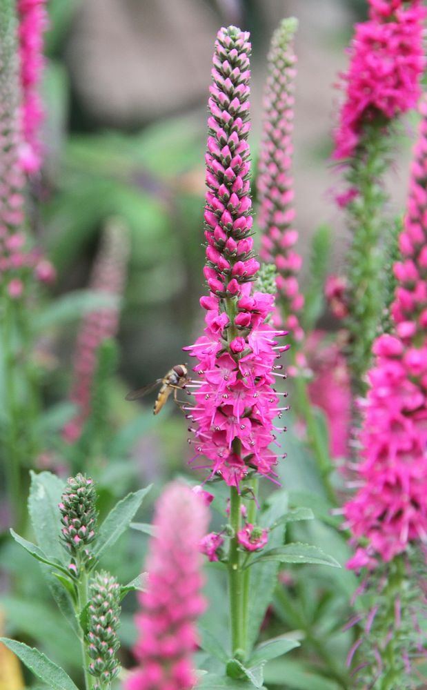 Veronica Foto & Bild pflanzen, pilze & flechten, natur Bilder auf