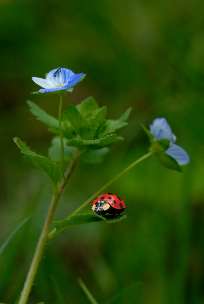 Veronica & coccinella