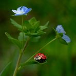 Veronica & coccinella