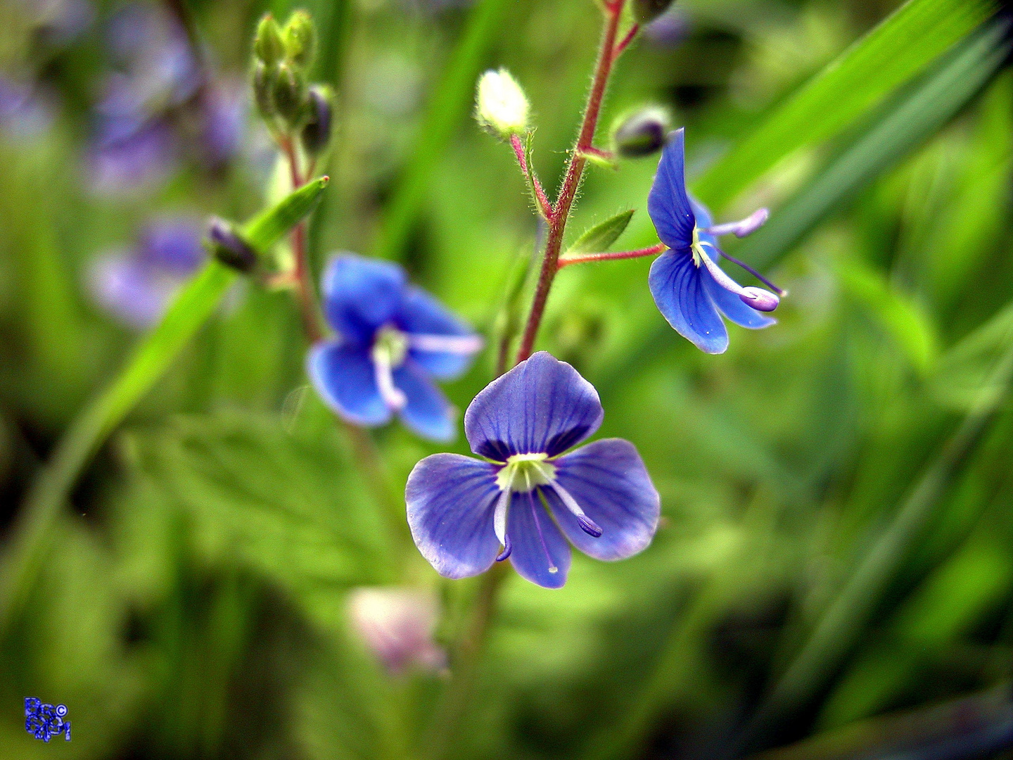 Veronica (Ehrenpreis)