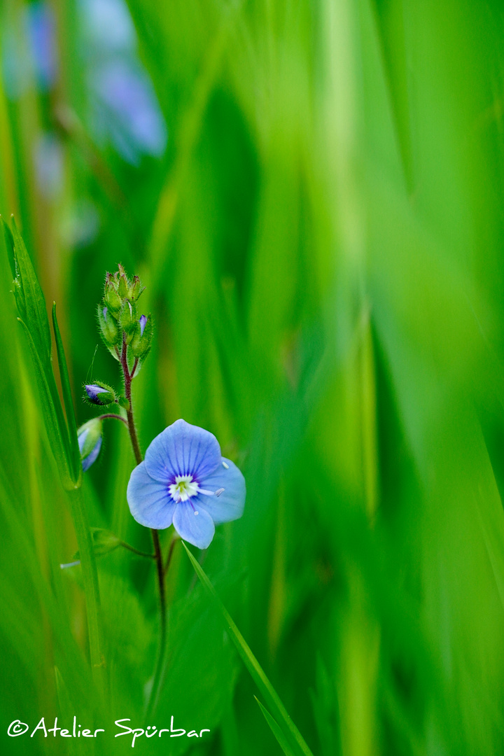 Veronica - Ehrenpreisblüte