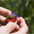 Veronica officinalis (Ehrenpreis)