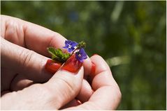 Veronica officinalis (Ehrenpreis)