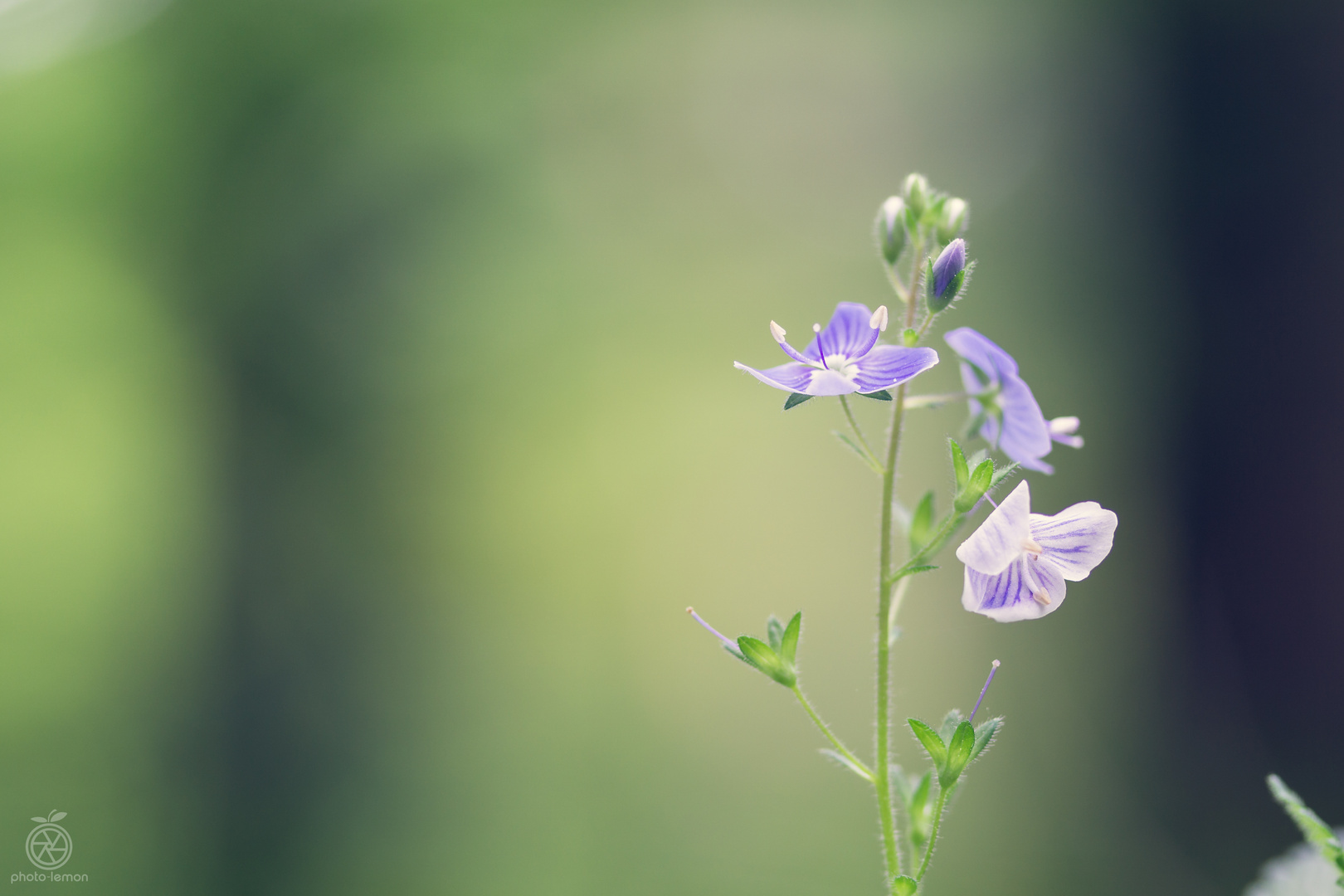 Veronica persica