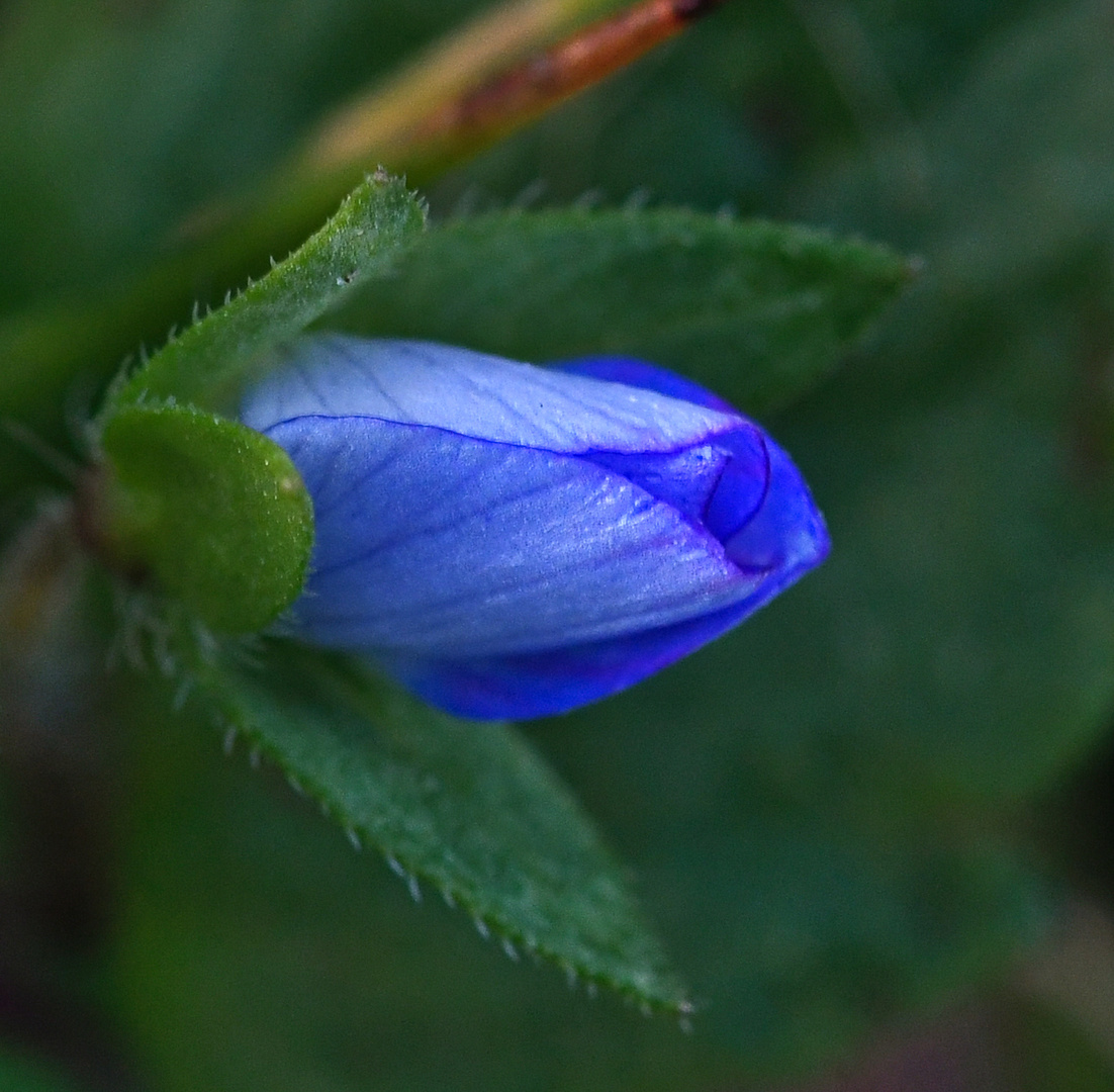 Veronica persica (1).........