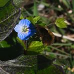 Veronica persica (2)