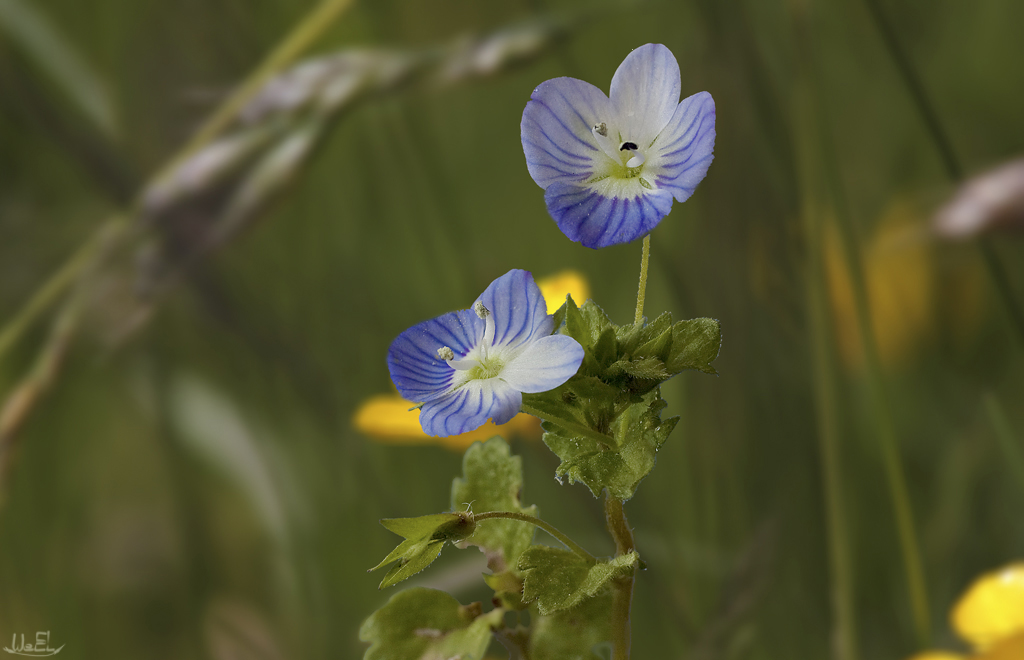 Veronica persica