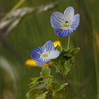 Veronica persica