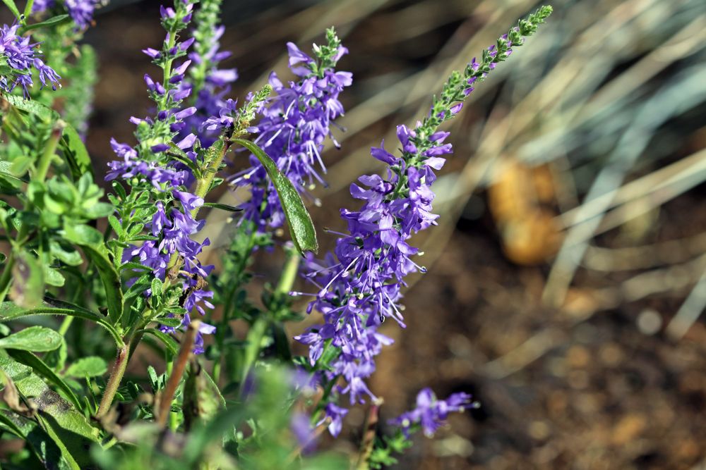 Veronica Spicata