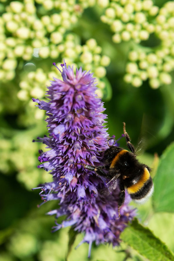 Veronica spicata