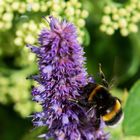 Veronica spicata