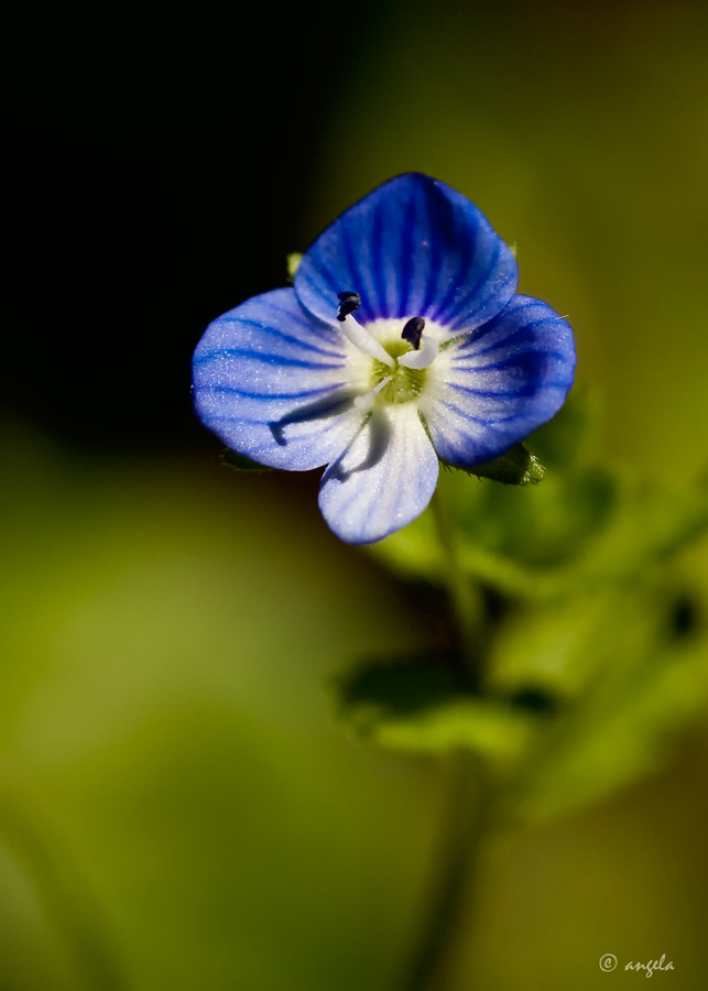 Verónica (verónica persica)