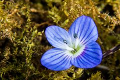 Veronique chene vert prise pour une violette...