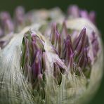 Verpackungskunst der Natur