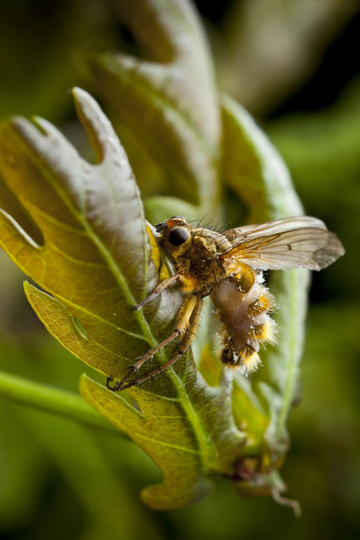 verpilzte Fliege