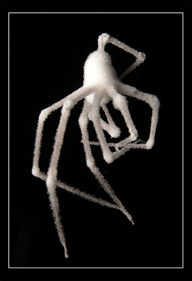 Verpilzte Spinne