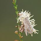 Verpilzter Nachtfalter