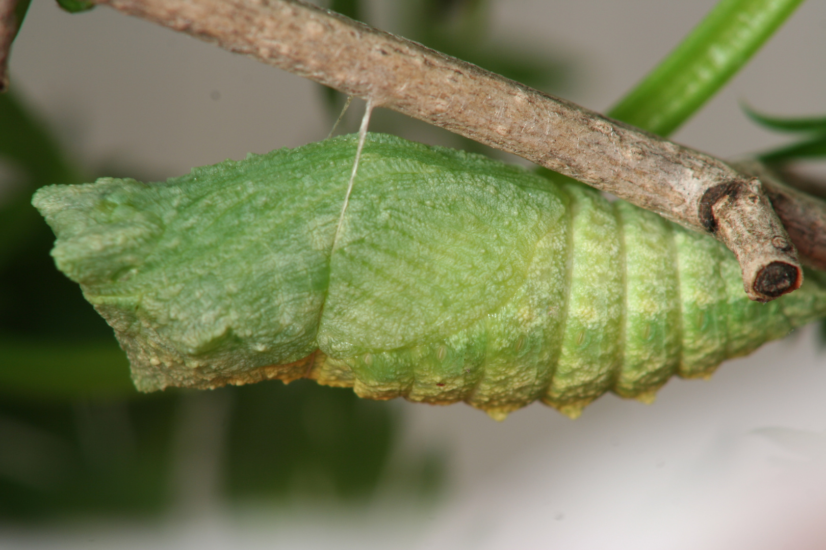 Verpuppte Raupe des Schwalbenschwanz Foto & Bild tiere, wildlife, insekten Bilder auf
