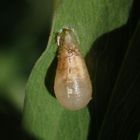 Verpuppte Schwebfliegenlarve auf Gartenwicke