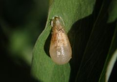 Verpuppte Schwebfliegenlarve auf Gartenwicke