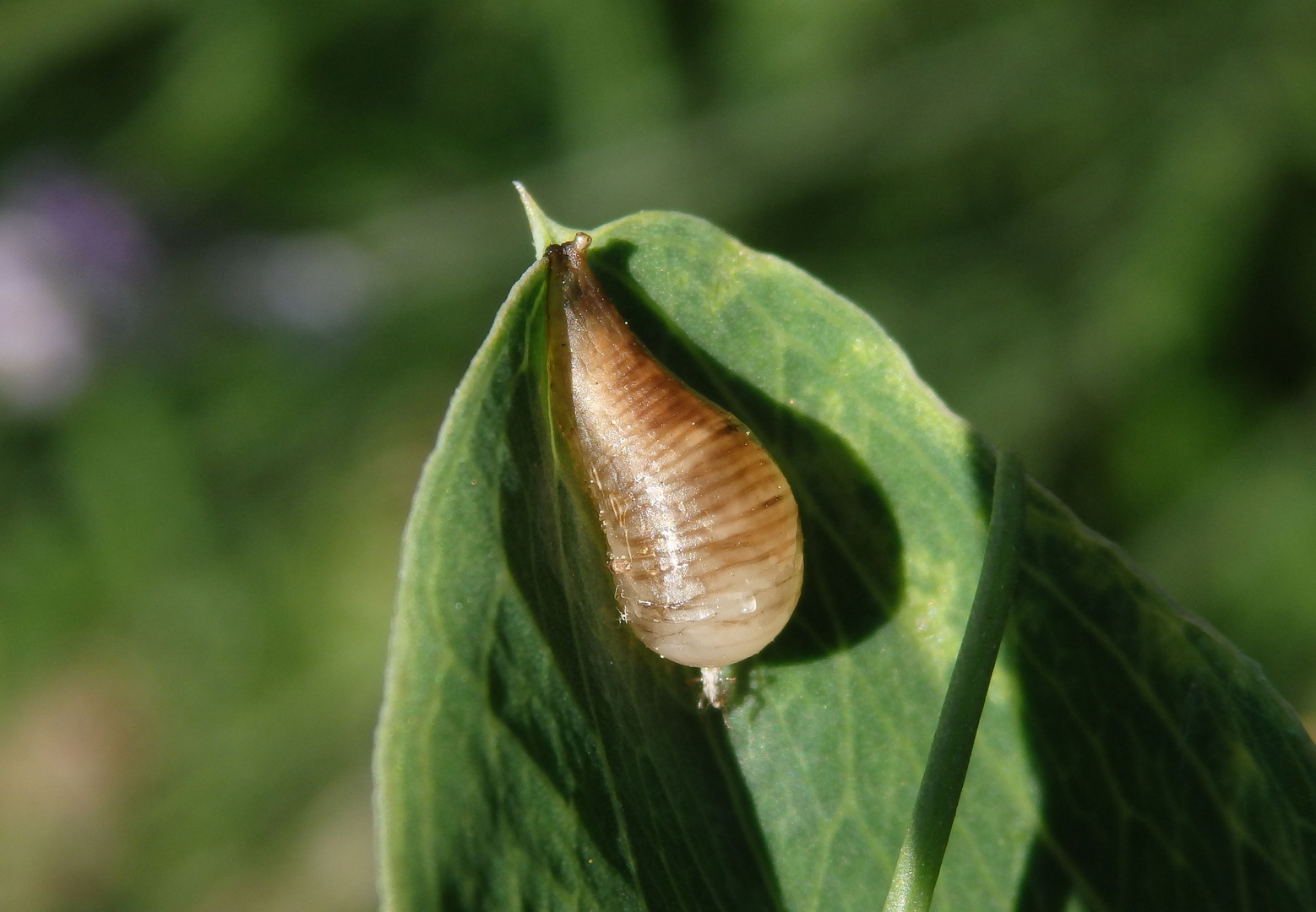 Verpuppte Schwebfliegenlarve auf Gartenwicke