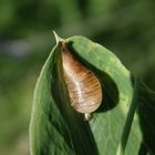 Verpuppte Schwebfliegenlarve auf Gartenwicke