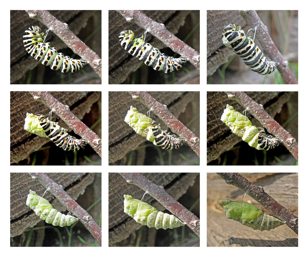 Verpuppung einer Schwalbenschwanzraupe Foto & Bild | tiere, wildlife