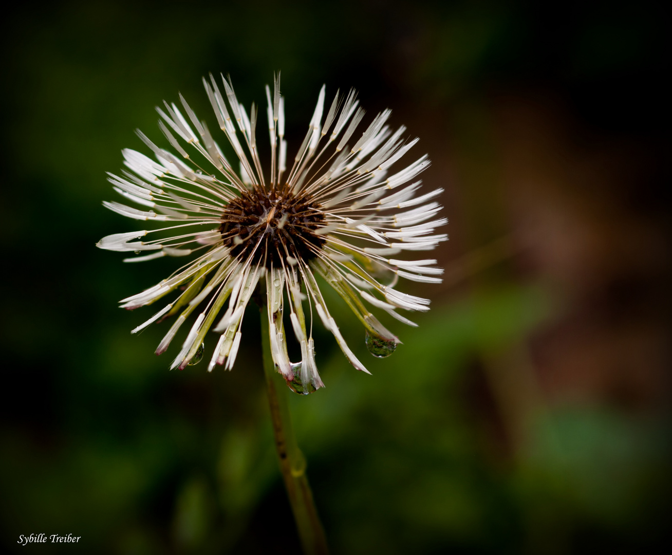 Verpustete Pusteblume