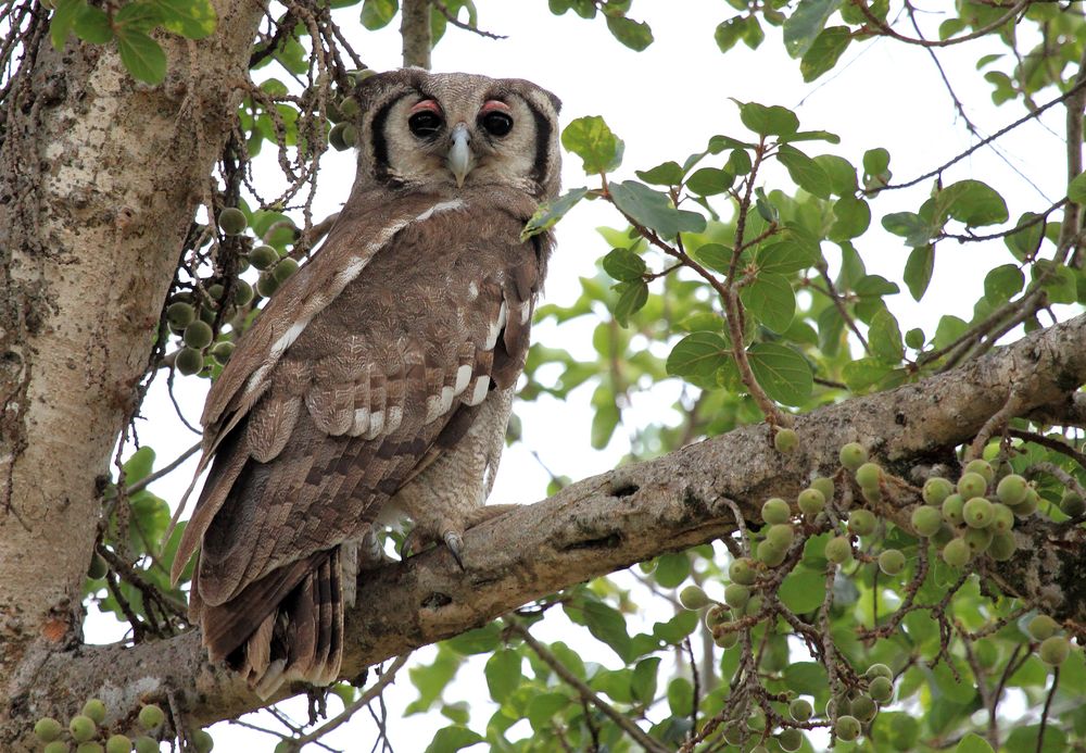 ~Verreaux's eagle-owl~