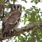 ~Verreaux's eagle-owl~