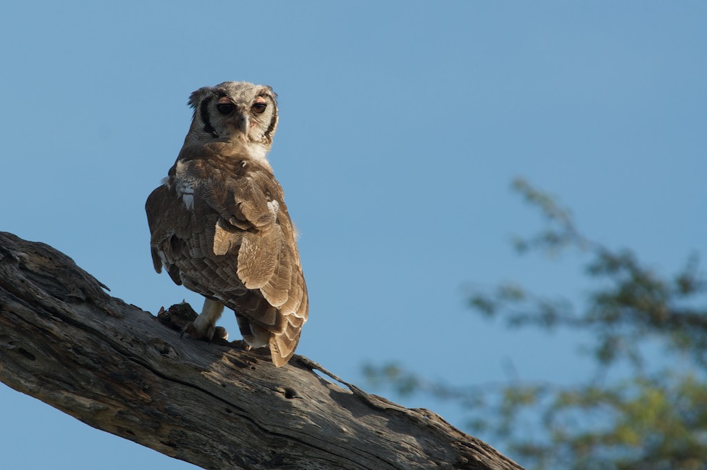 Verreaux's Eagle Owl