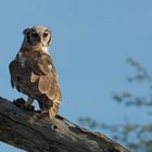 Verreaux's Eagle Owl