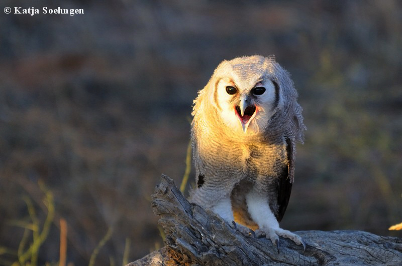 Verreaux's Eagle Owl /Bubo lacteus/ Blass-Eule