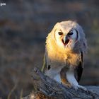 Verreaux's Eagle Owl /Bubo lacteus/ Blass-Eule