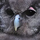 Verreaux's Eagle-owl