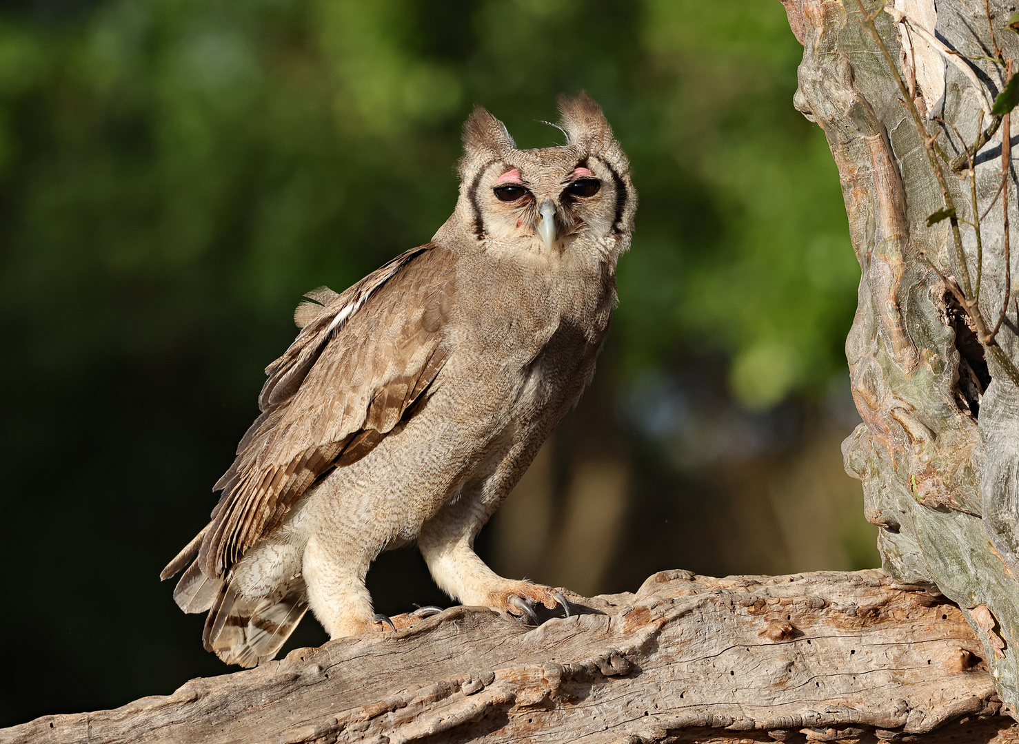 Verreaux`s Eagle Owl-