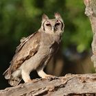 Verreaux`s Eagle Owl-