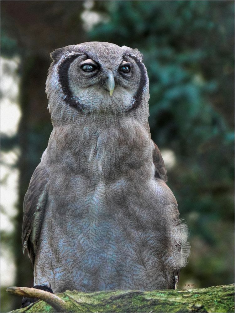Verreaux's eagle-owl portrait