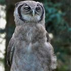 Verreaux's eagle-owl portrait