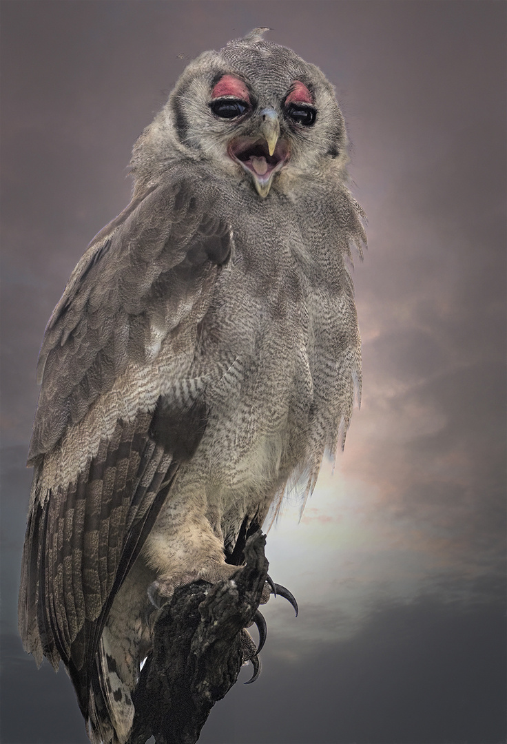 Verreaux's giant eagle-owl (bubo lacteus)