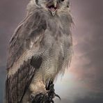 Verreaux's giant eagle-owl (bubo lacteus)