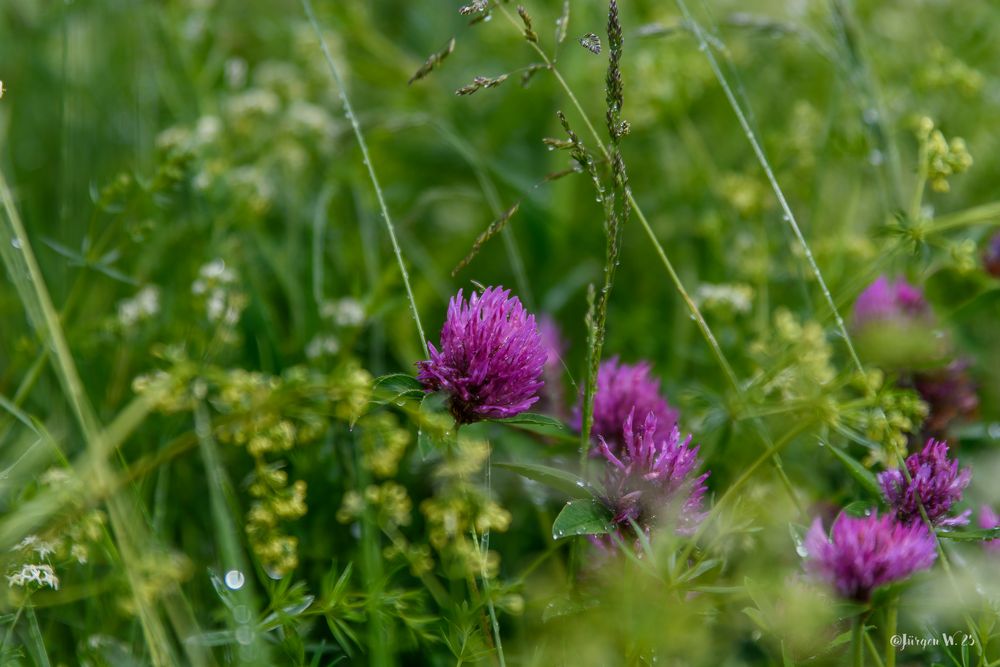 Verregnet Wiesenklee
