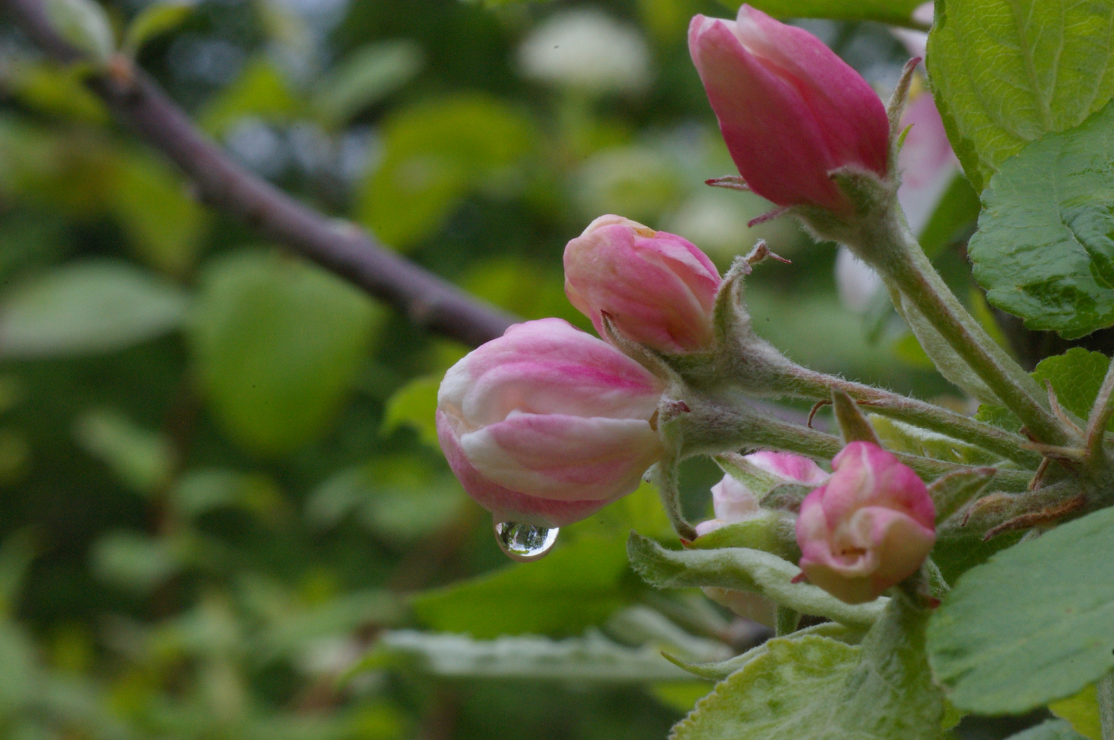 Verregnete Apfelblüte